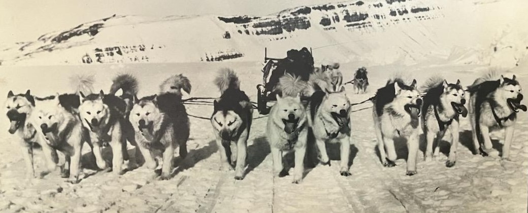 Husky Dog Sled Team